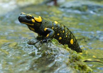 salamandra animal anfibio