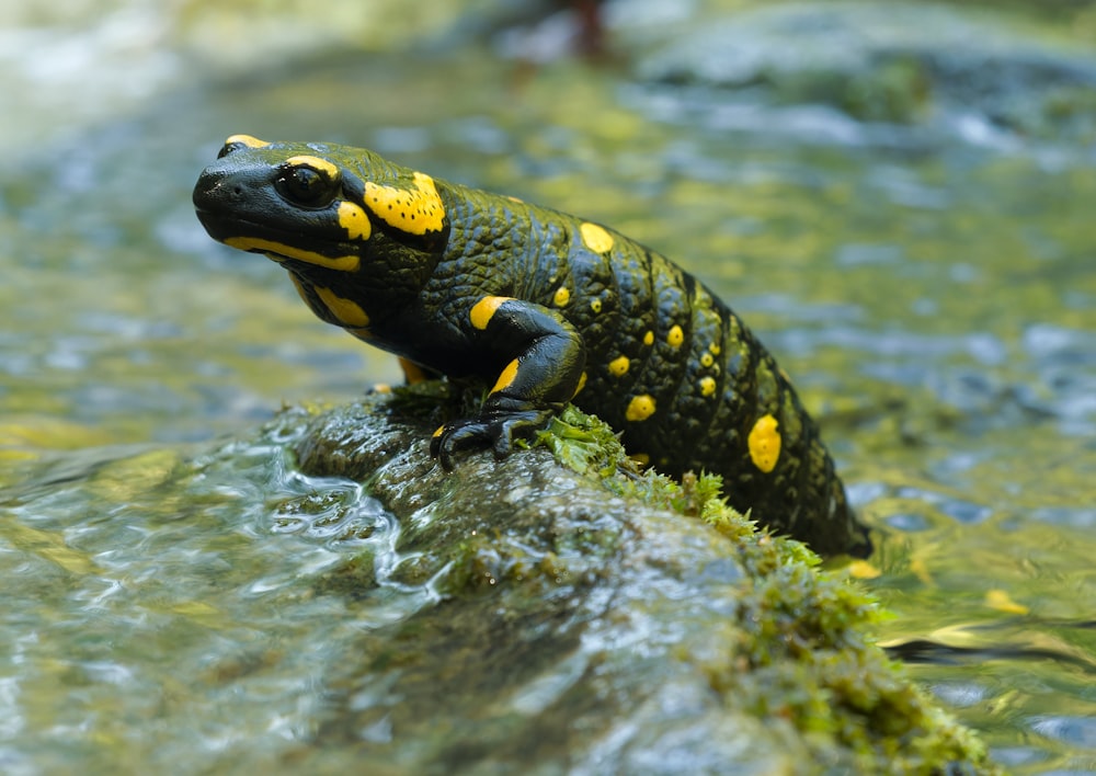 a yellow and black frog sitting on top of a rock