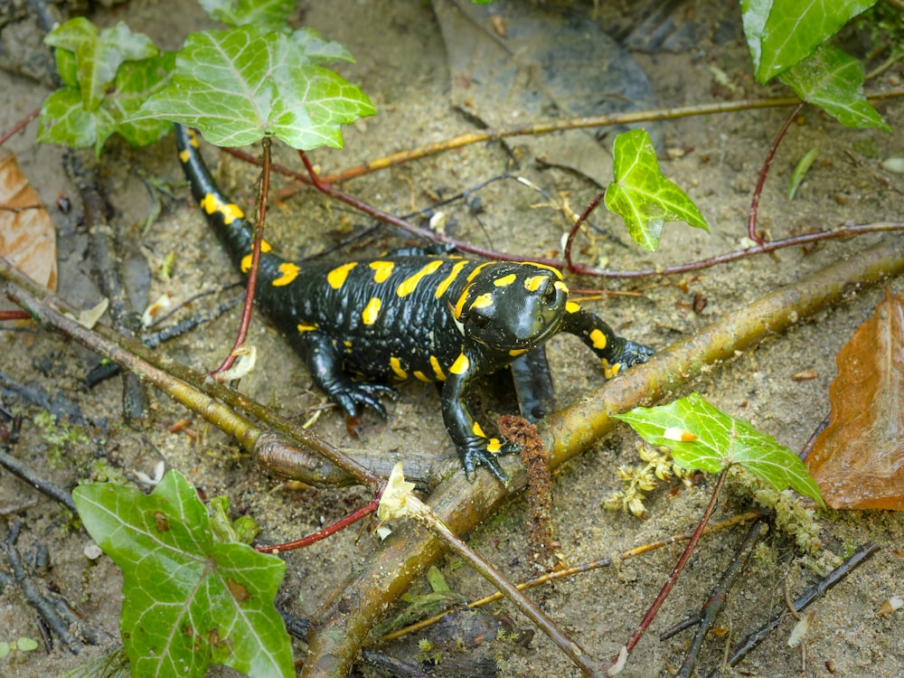 a black and yellow frog sitting on the ground