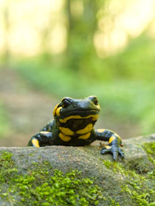 a yellow and black frog sitting on a rock