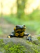 a yellow and black frog sitting on a rock