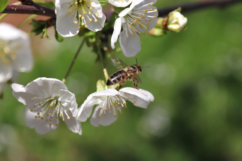 a bee is sitting on a white flower