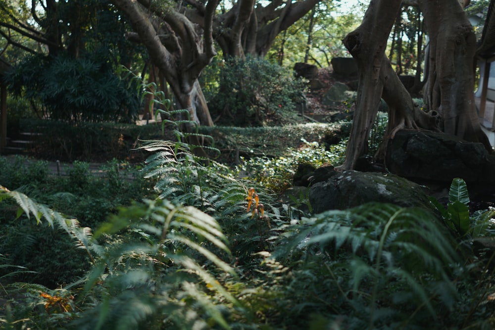 uma floresta verde exuberante cheia de árvores