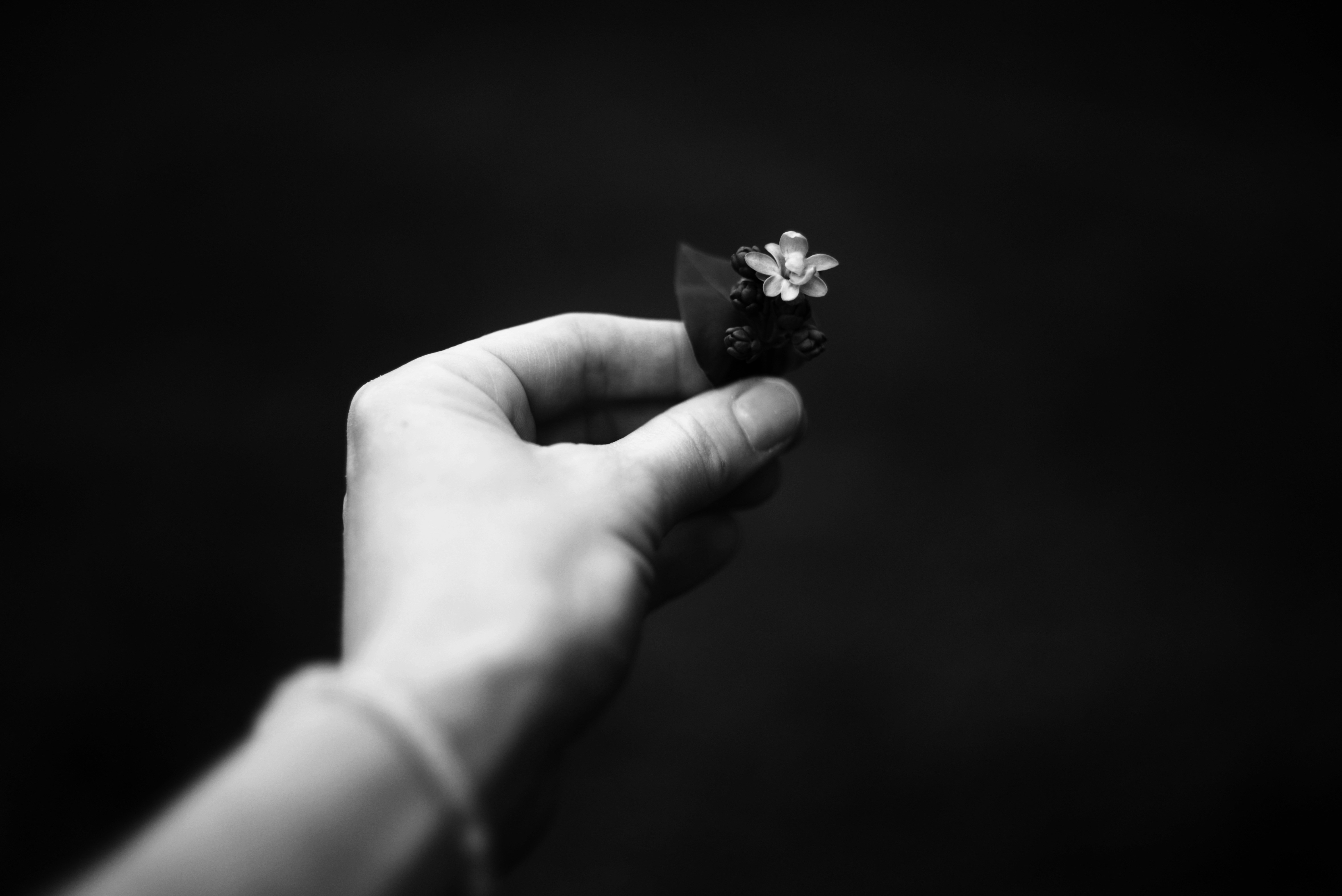 a black and white photo of a hand holding a flower