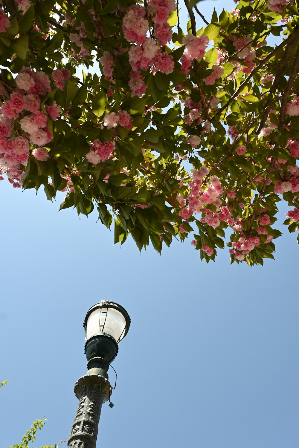 a street light with pink flowers on it