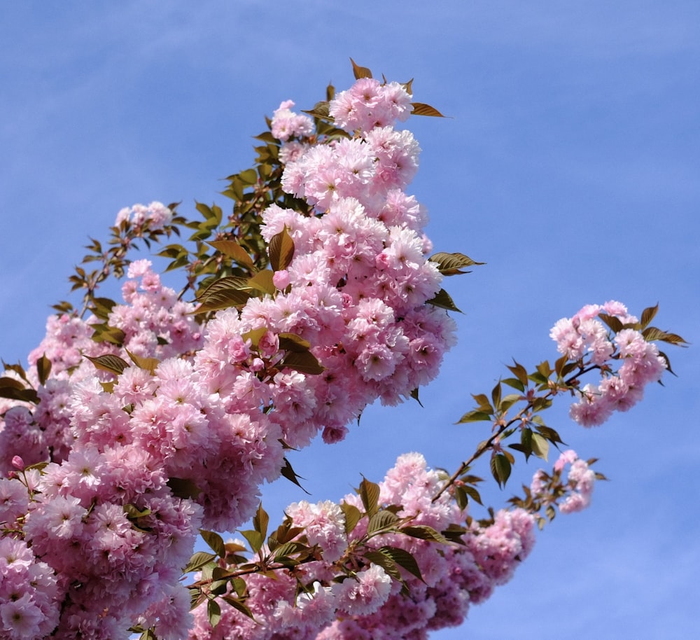 pink flowers are blooming on the branches of a tree