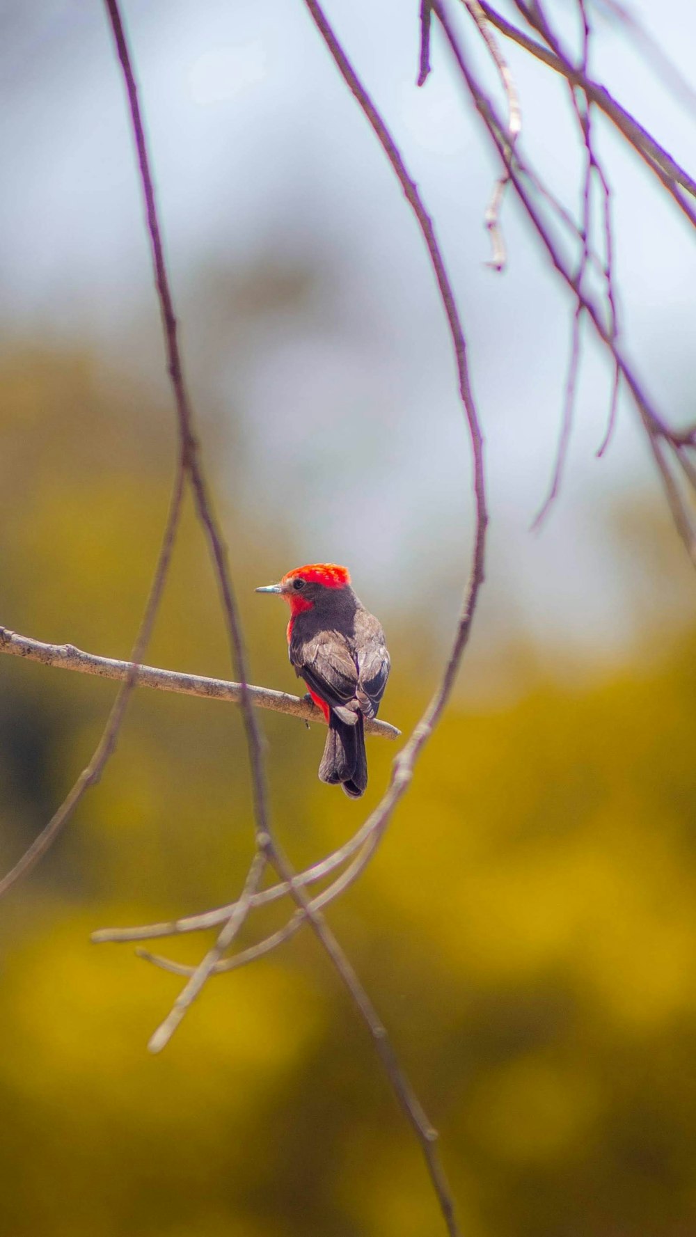 a small bird perched on top of a tree branch