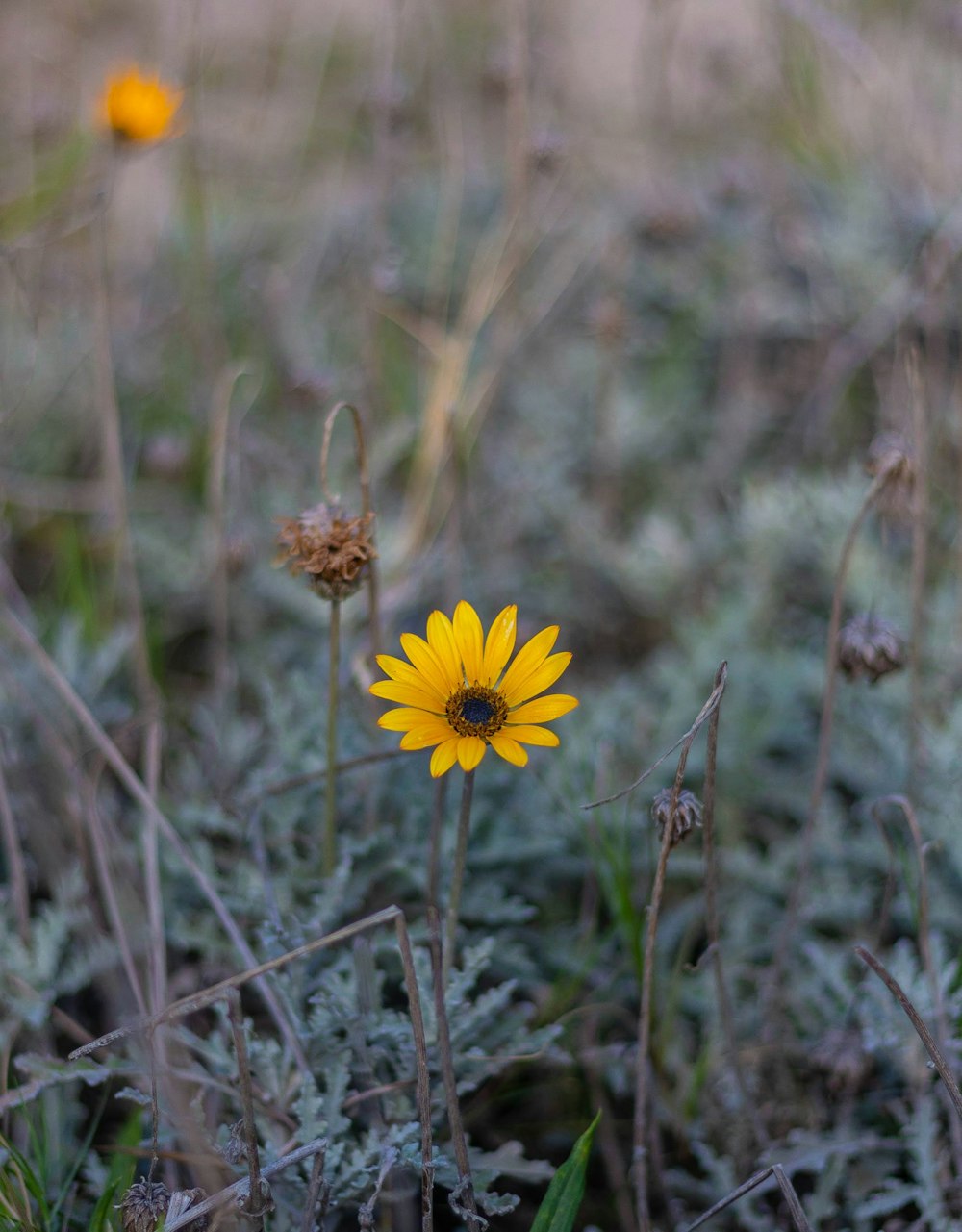 a single yellow flower sitting in the middle of a field