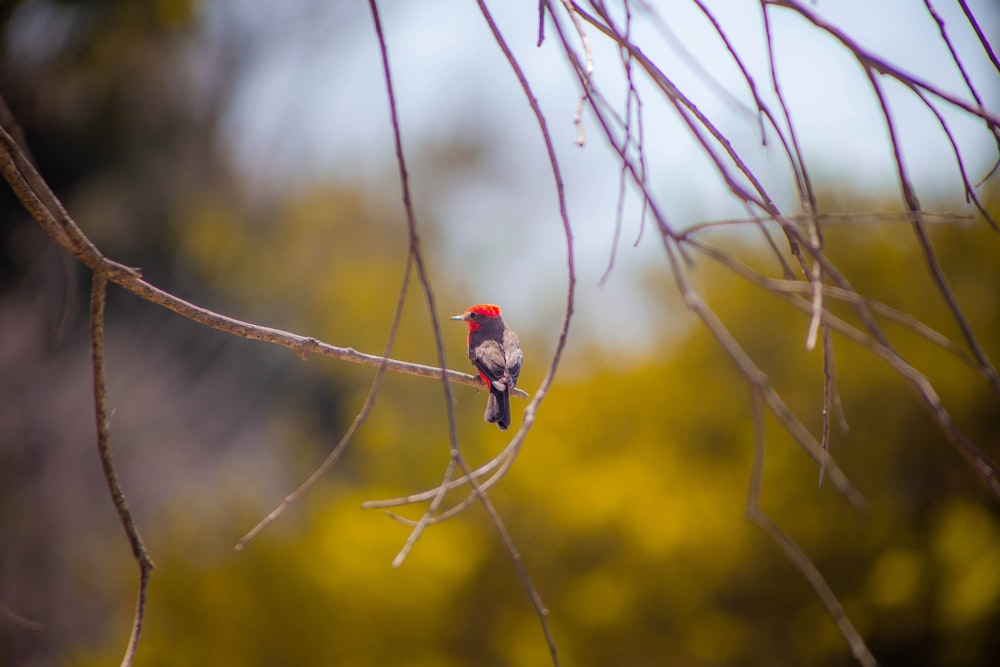 a small bird perched on a tree branch