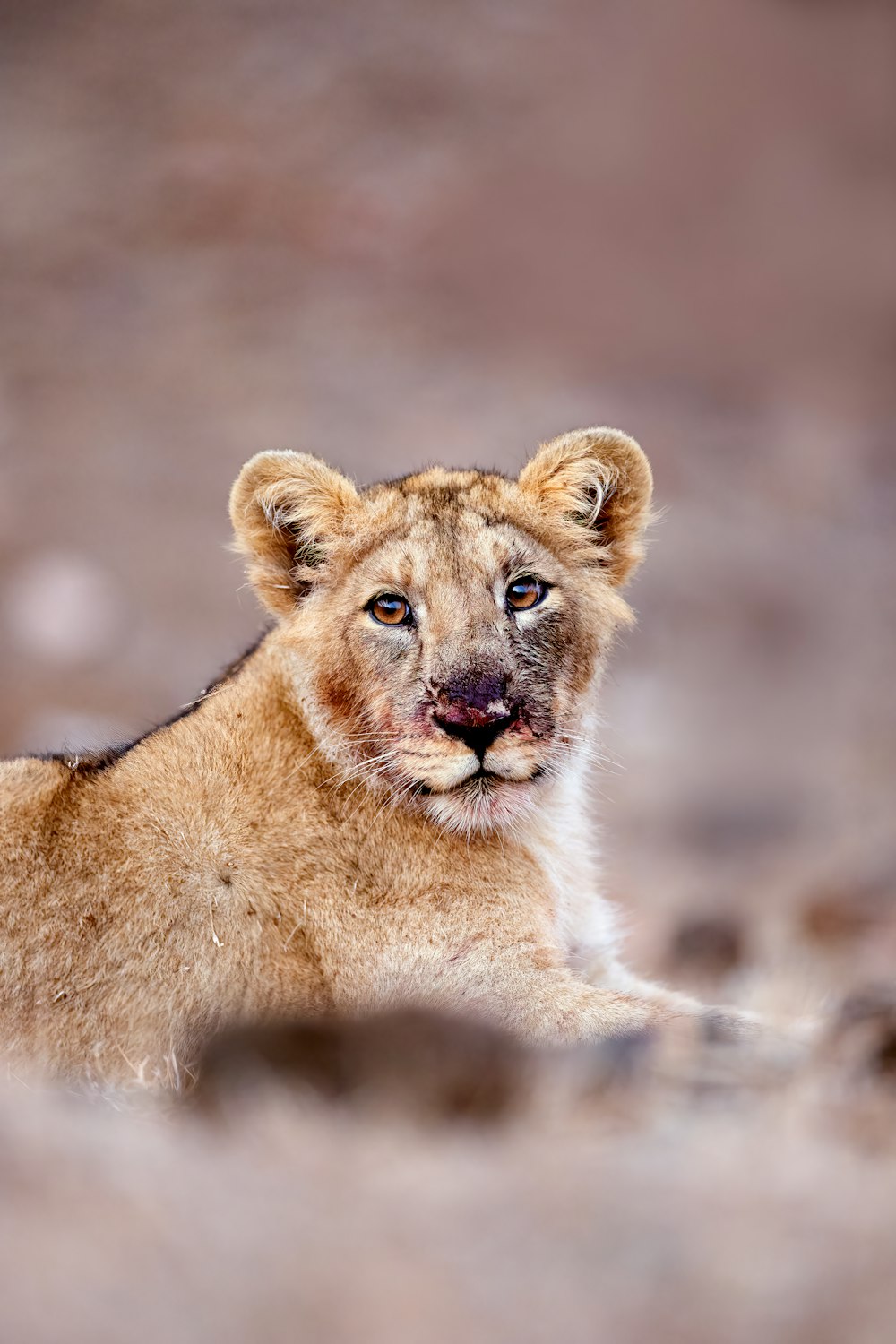 a young lion cub sitting in a rocky area