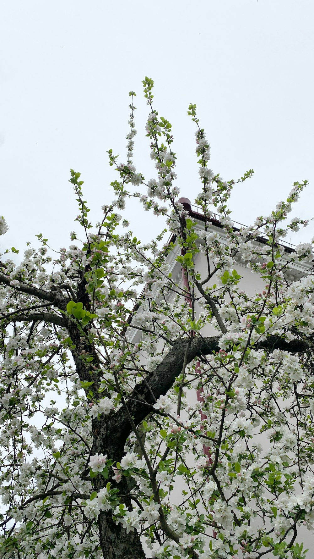 un albero con fiori bianchi davanti a un edificio