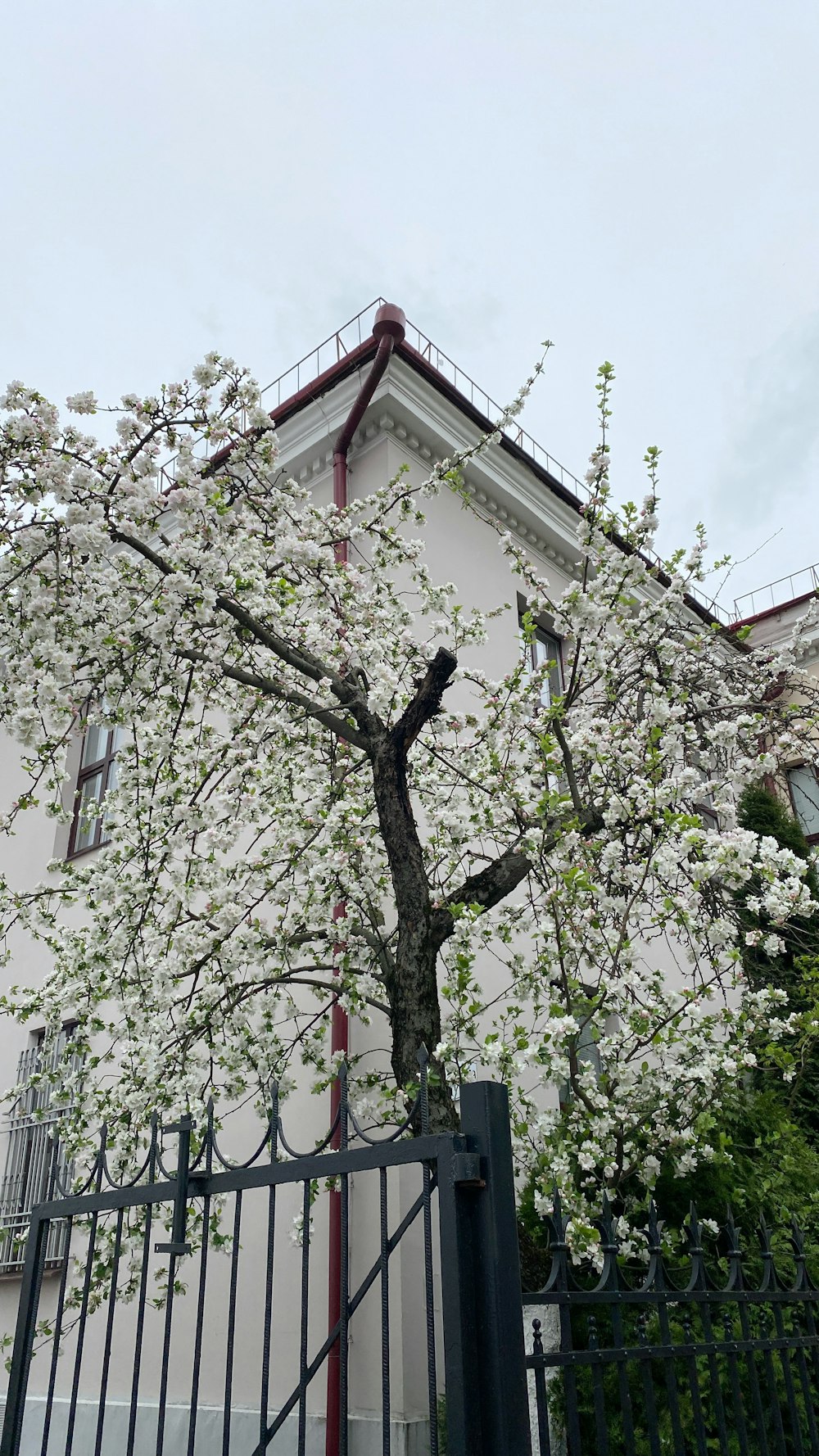 un albero con fiori bianchi davanti a un edificio