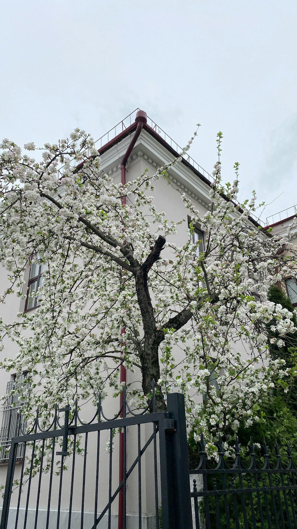 a tree with white flowers in front of a building