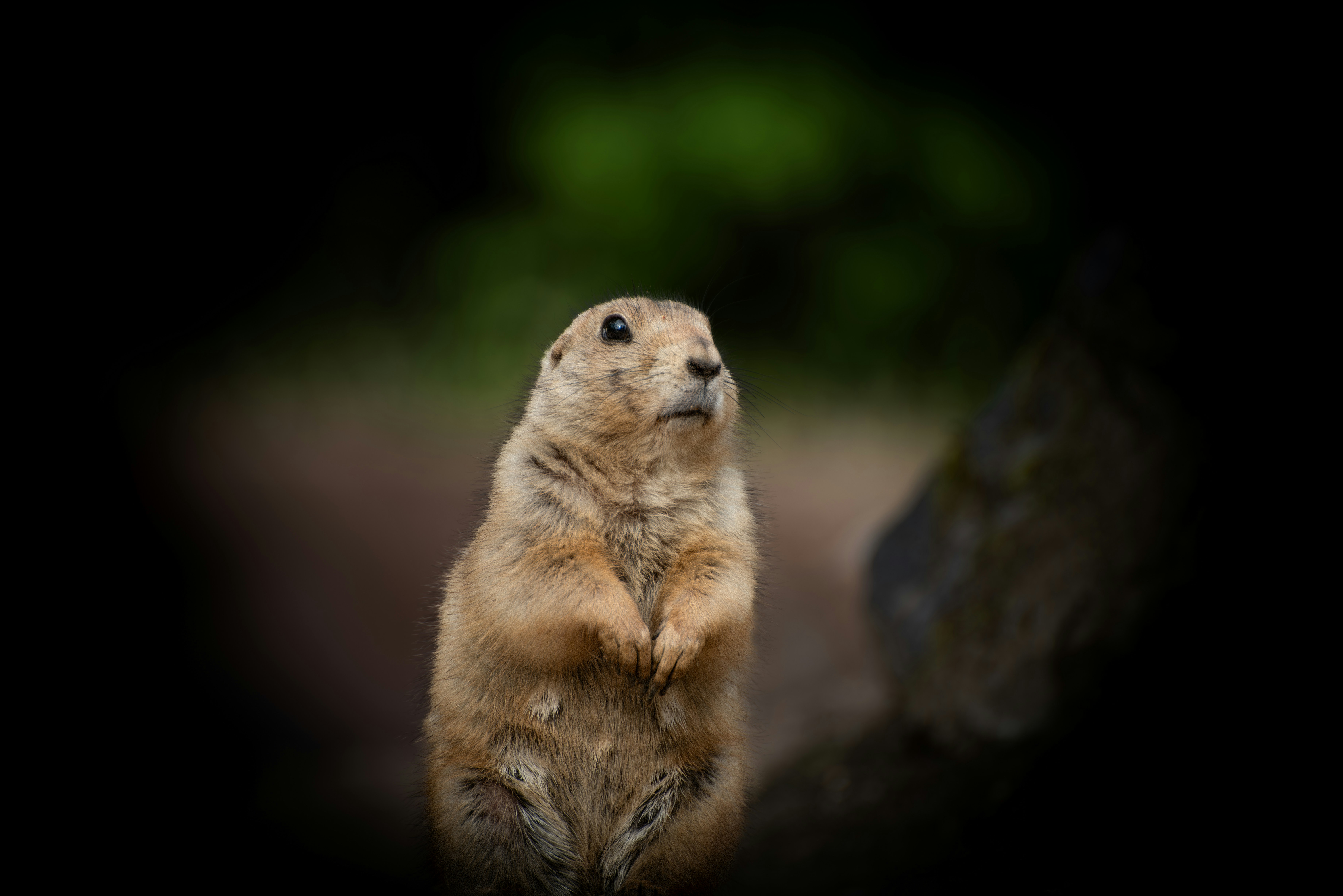 Stretching and Digestive Wellness