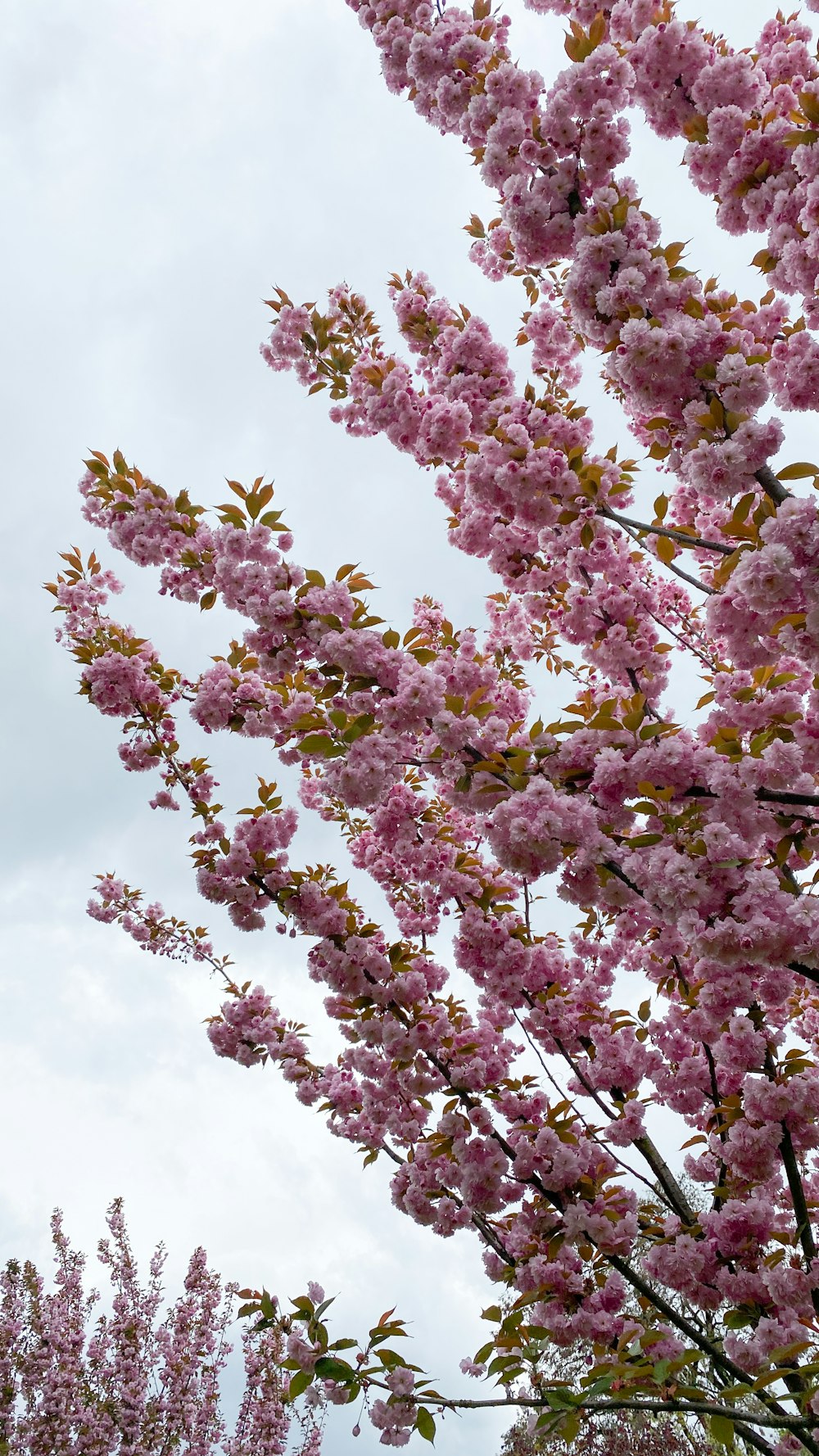 a tree filled with lots of pink flowers