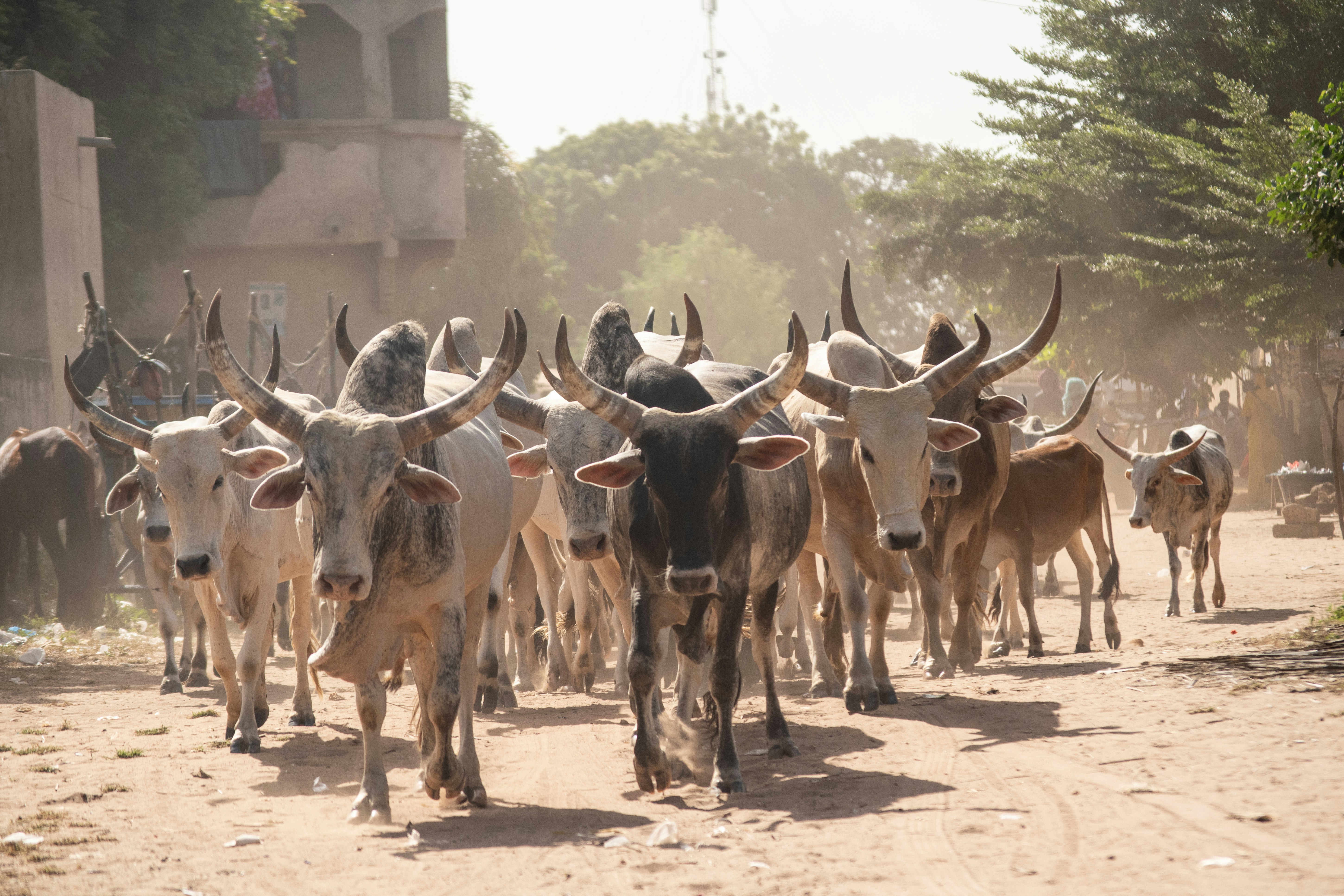a herd of cattle walking down a dirt road, African cows.