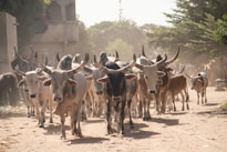 a herd of cattle walking down a dirt road