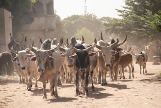 a herd of cattle walking down a dirt road