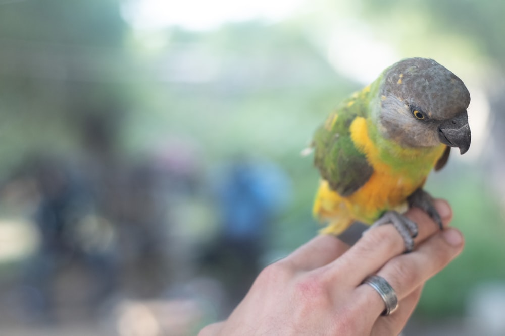 eine Person, die einen Vogel in der Hand hält