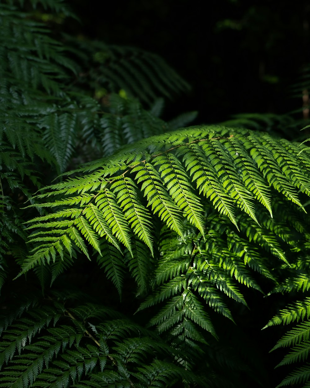 a close up of a green plant with lots of leaves