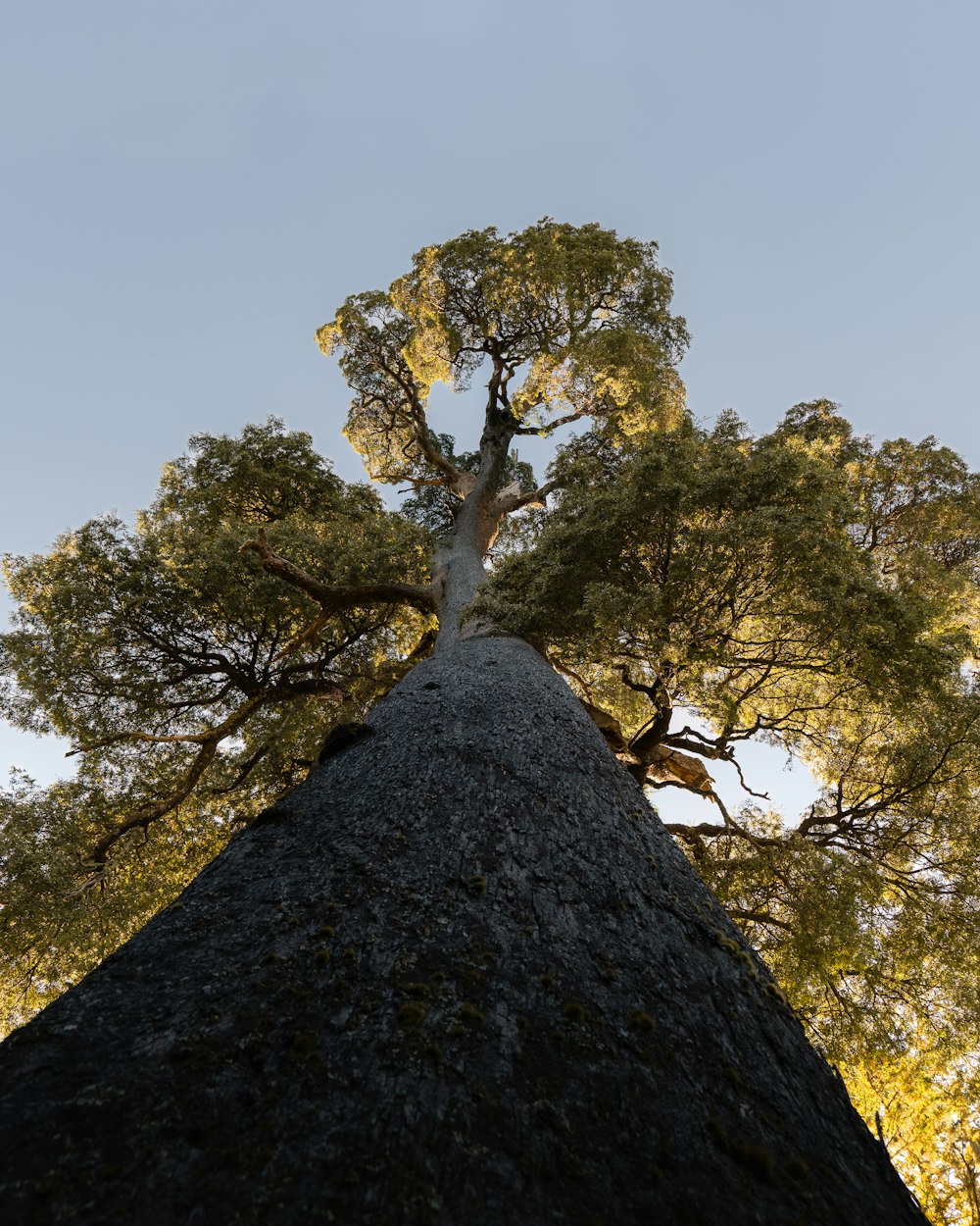 a tall tree with a sky background