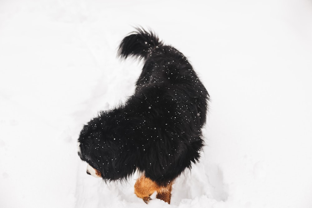 a black and brown dog standing in the snow