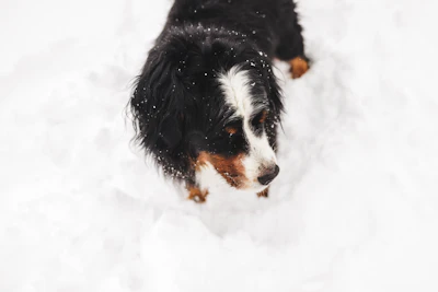 a black and white dog standing in the snow
