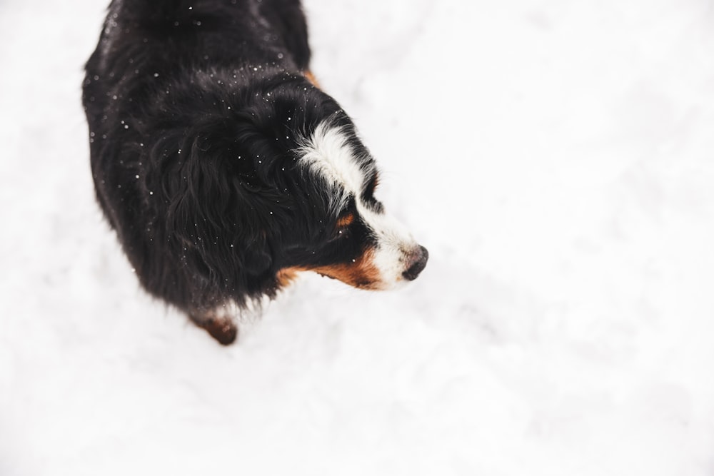 a black and white dog standing in the snow