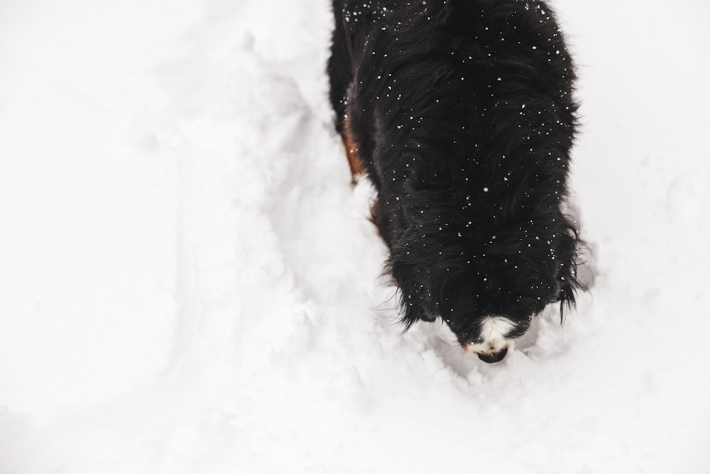 a black and brown dog standing in the snow