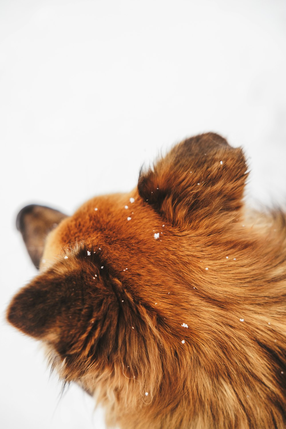 a close up of a dog's head in the snow