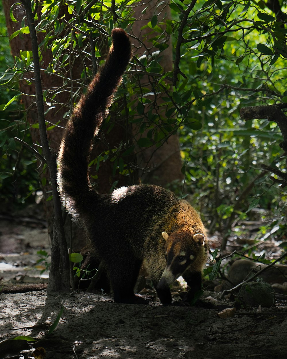 a small animal walking through a forest filled with trees