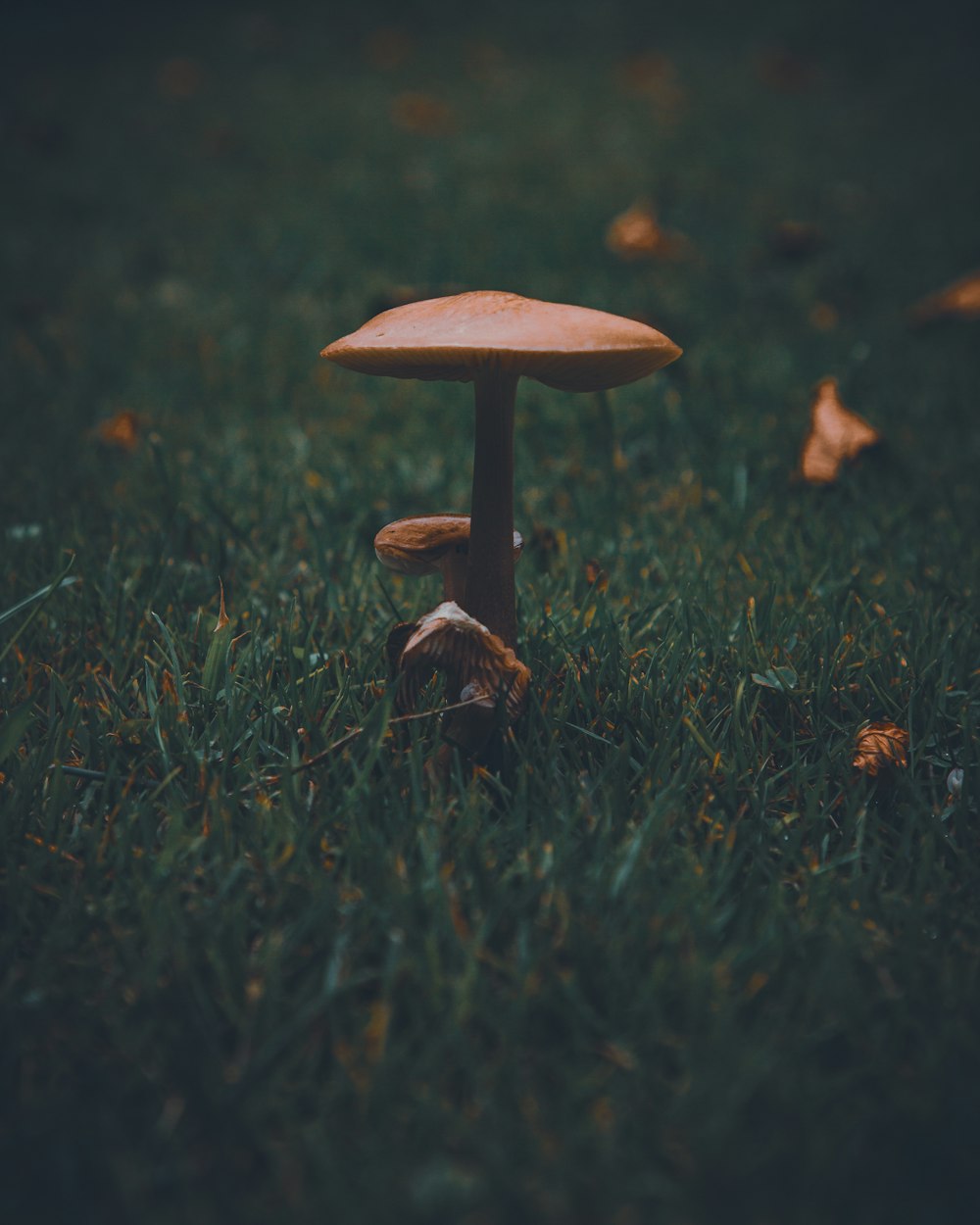 a small mushroom sitting on top of a lush green field