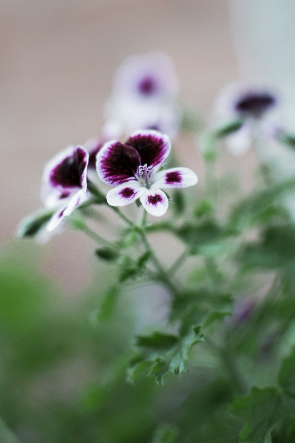 a close up of a bunch of flowers