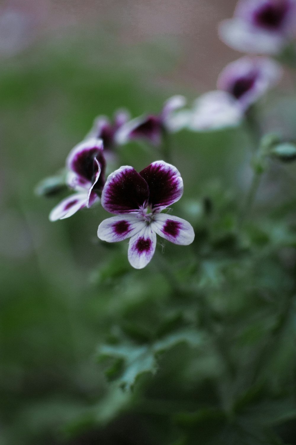 a group of purple and white flowers in a field