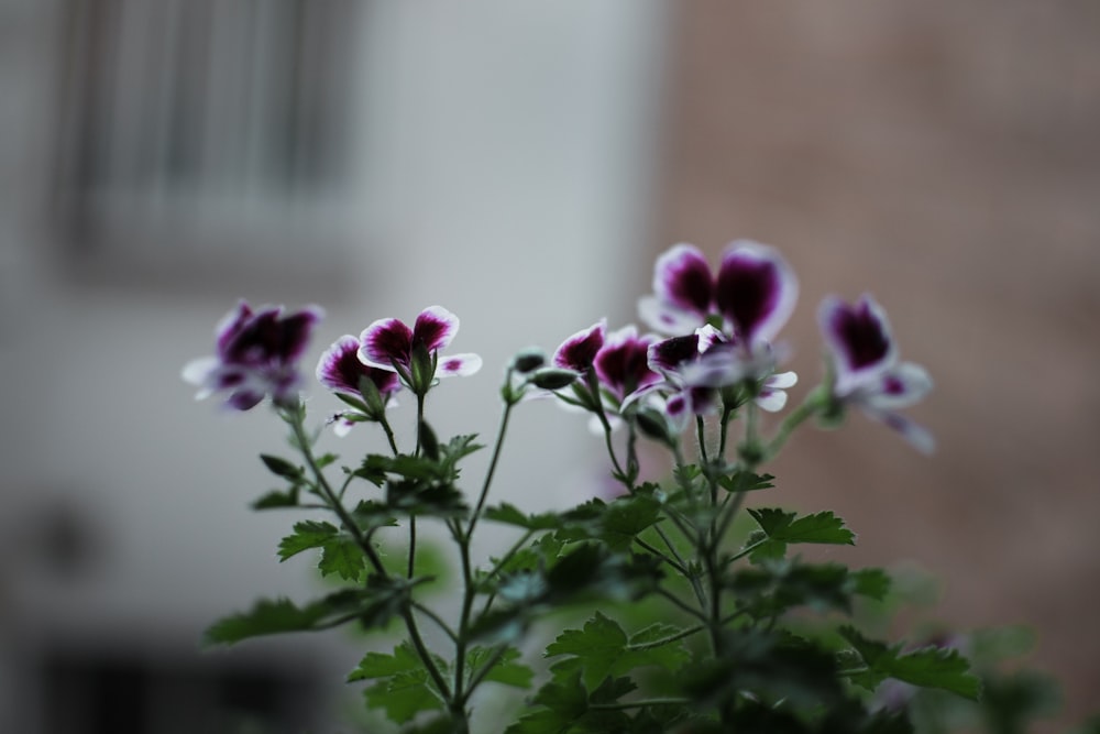 a bunch of flowers that are in a vase