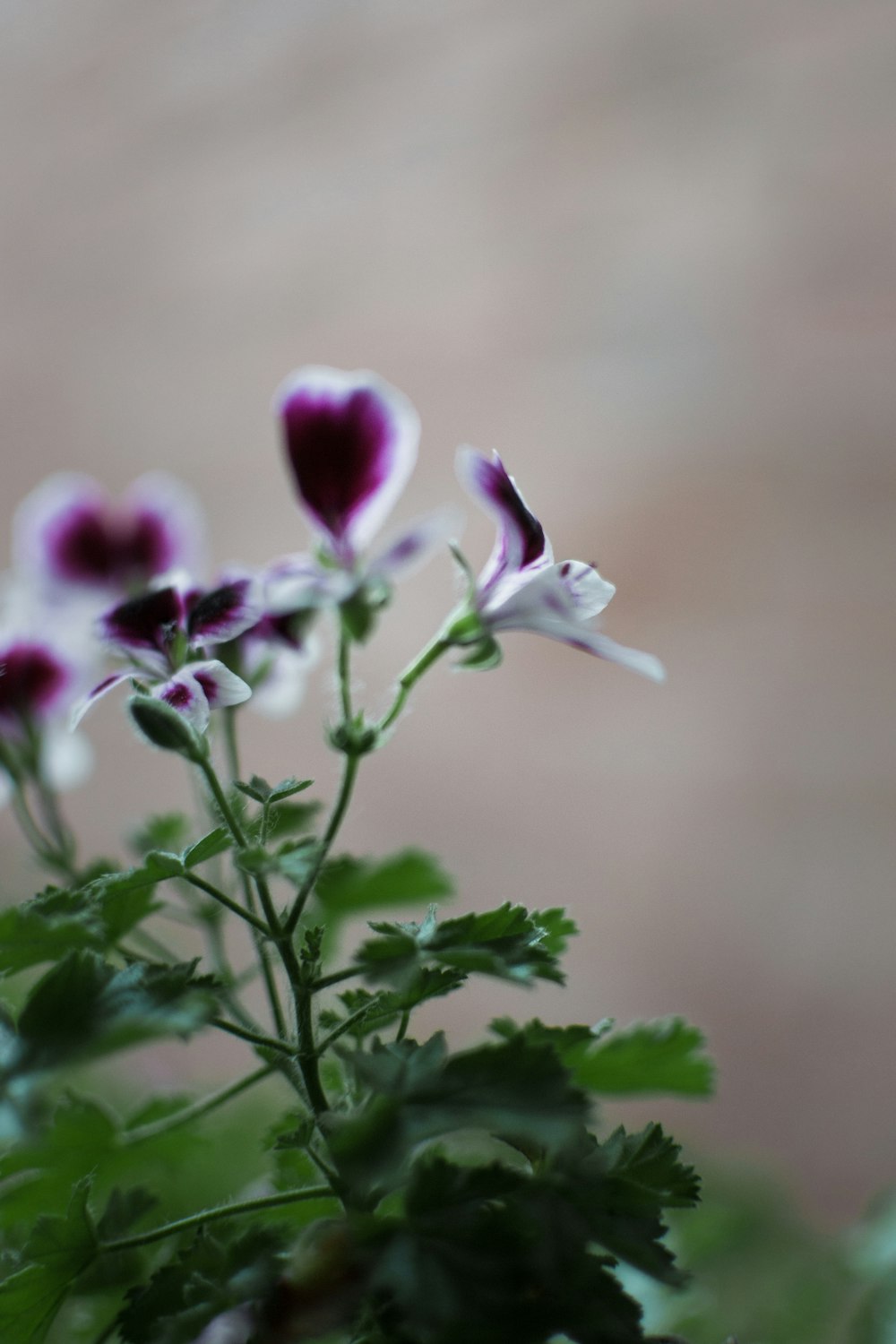 a close up of a plant with purple and white flowers