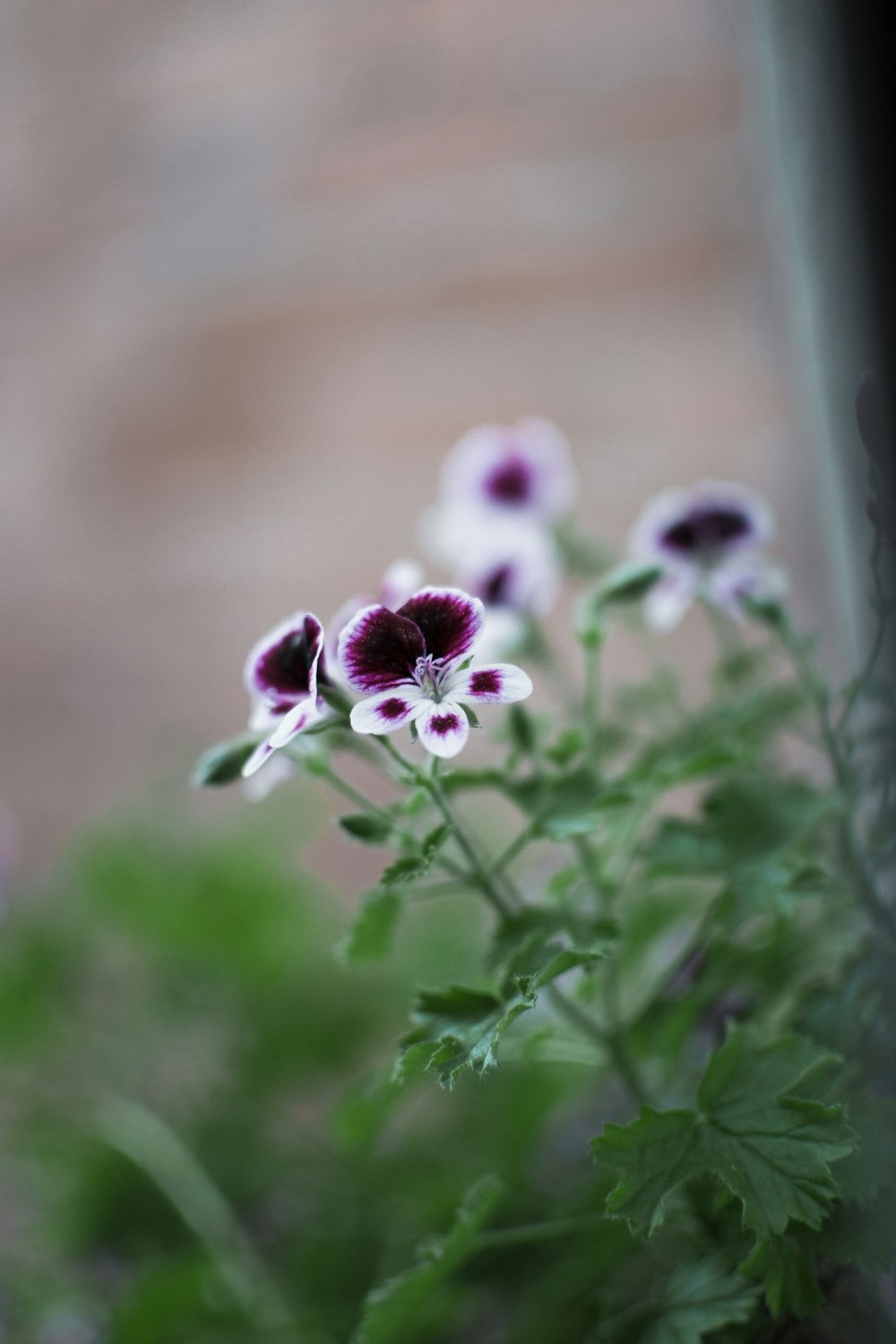 a bunch of flowers that are in a vase