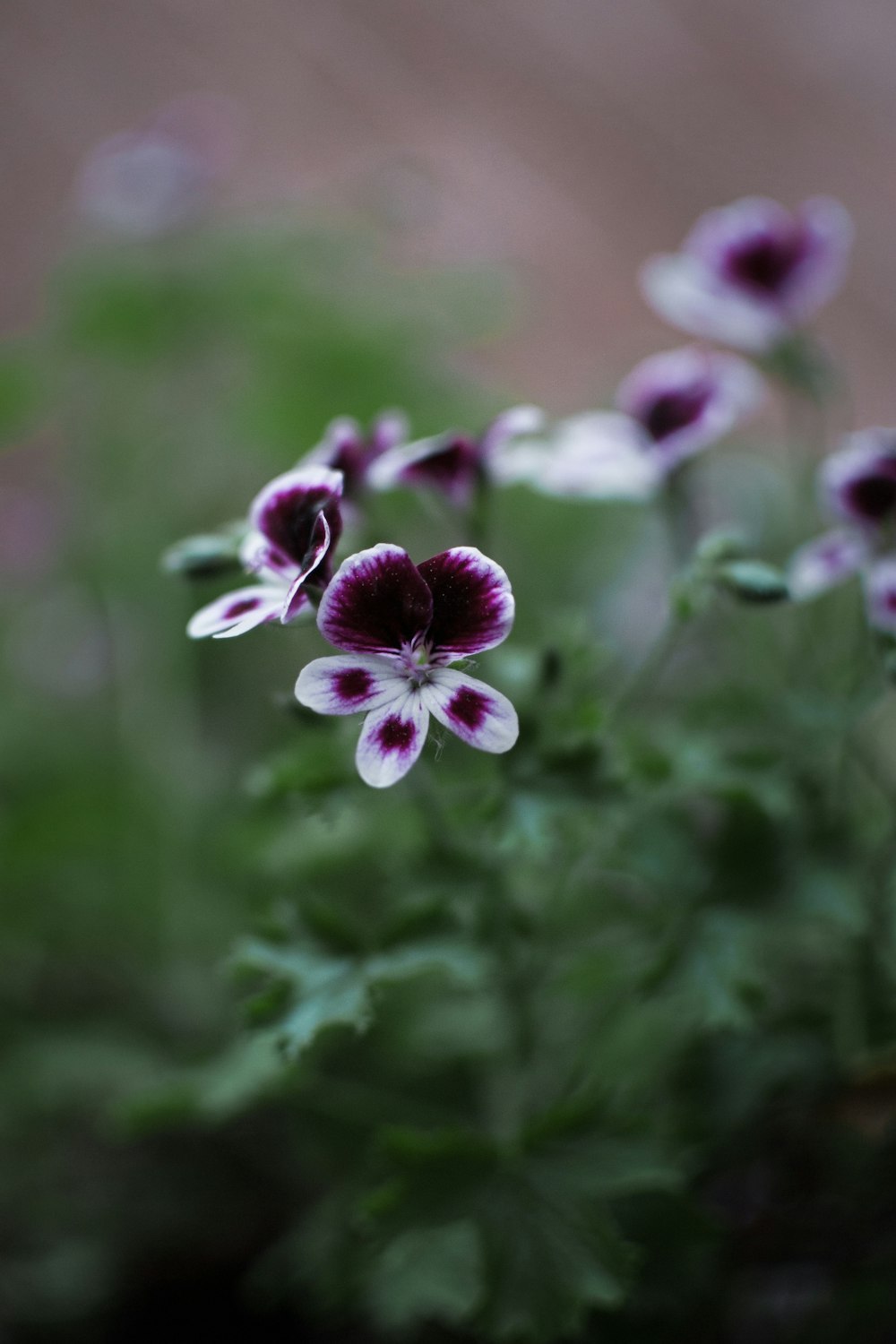 a bunch of flowers that are in a pot