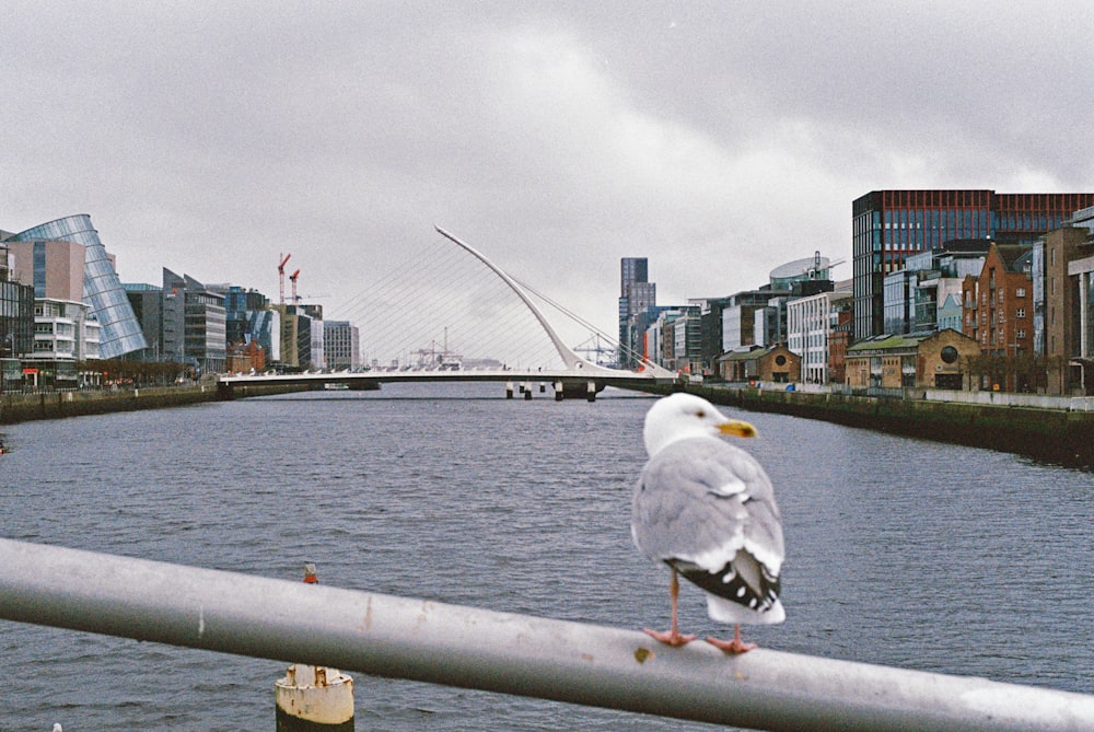 a seagull sitting on a railing overlooking a river