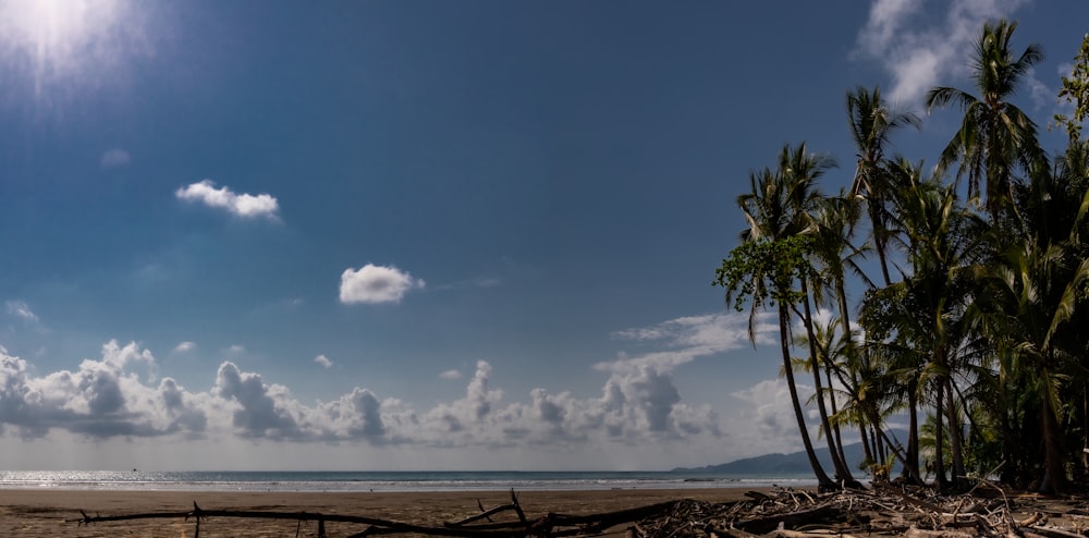 Ein Strand mit Palmen und dem Meer im Hintergrund