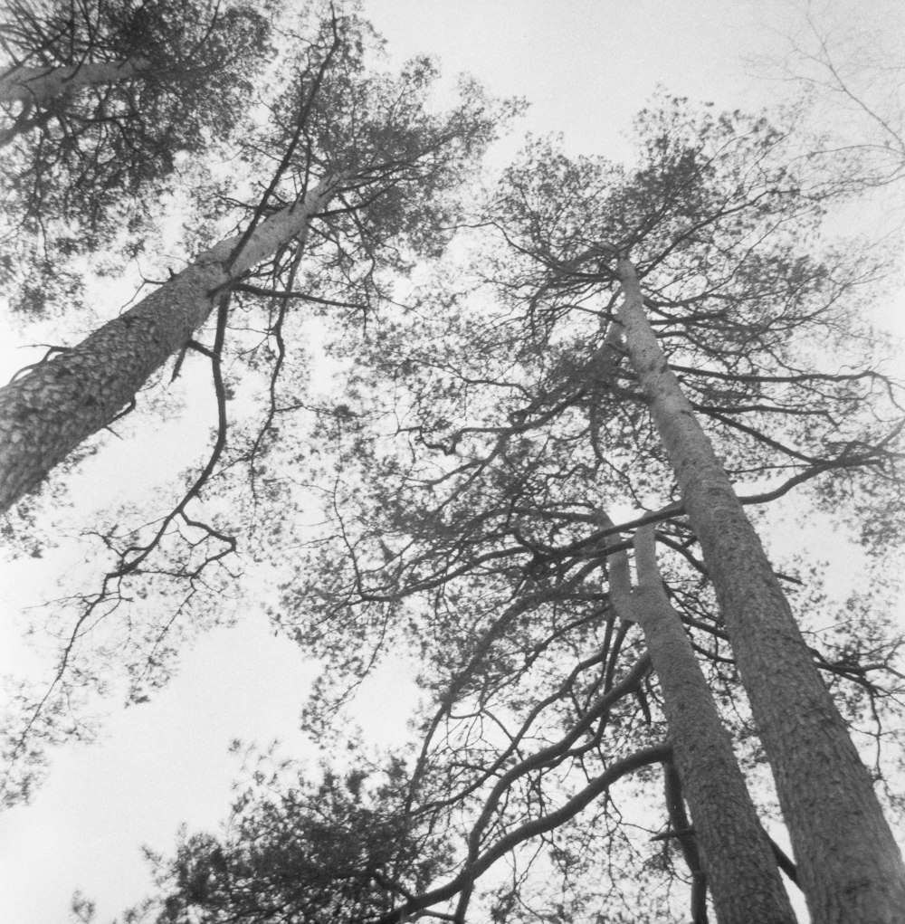 a black and white photo of tall trees