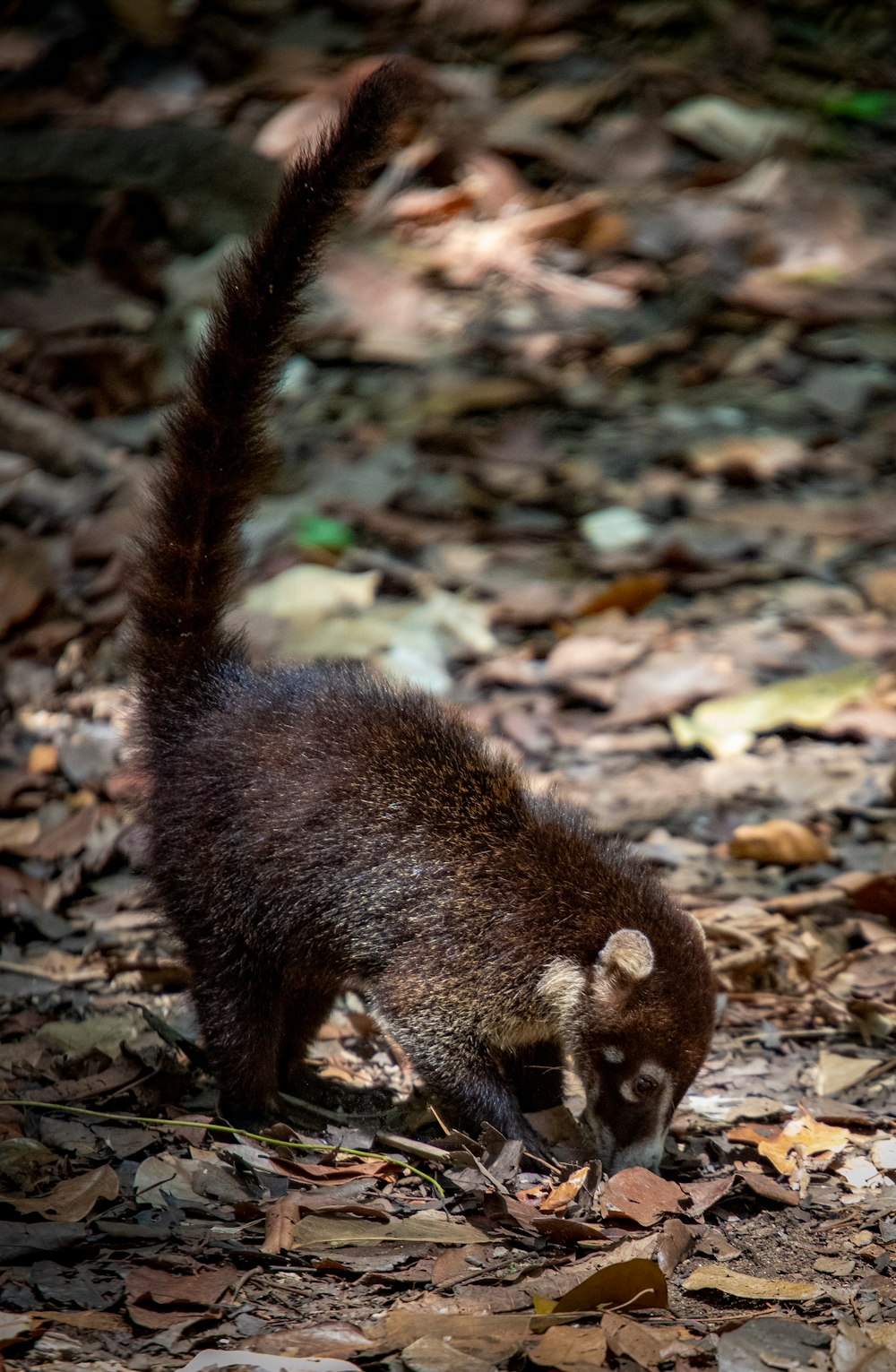 a small animal standing on top of a leaf covered ground