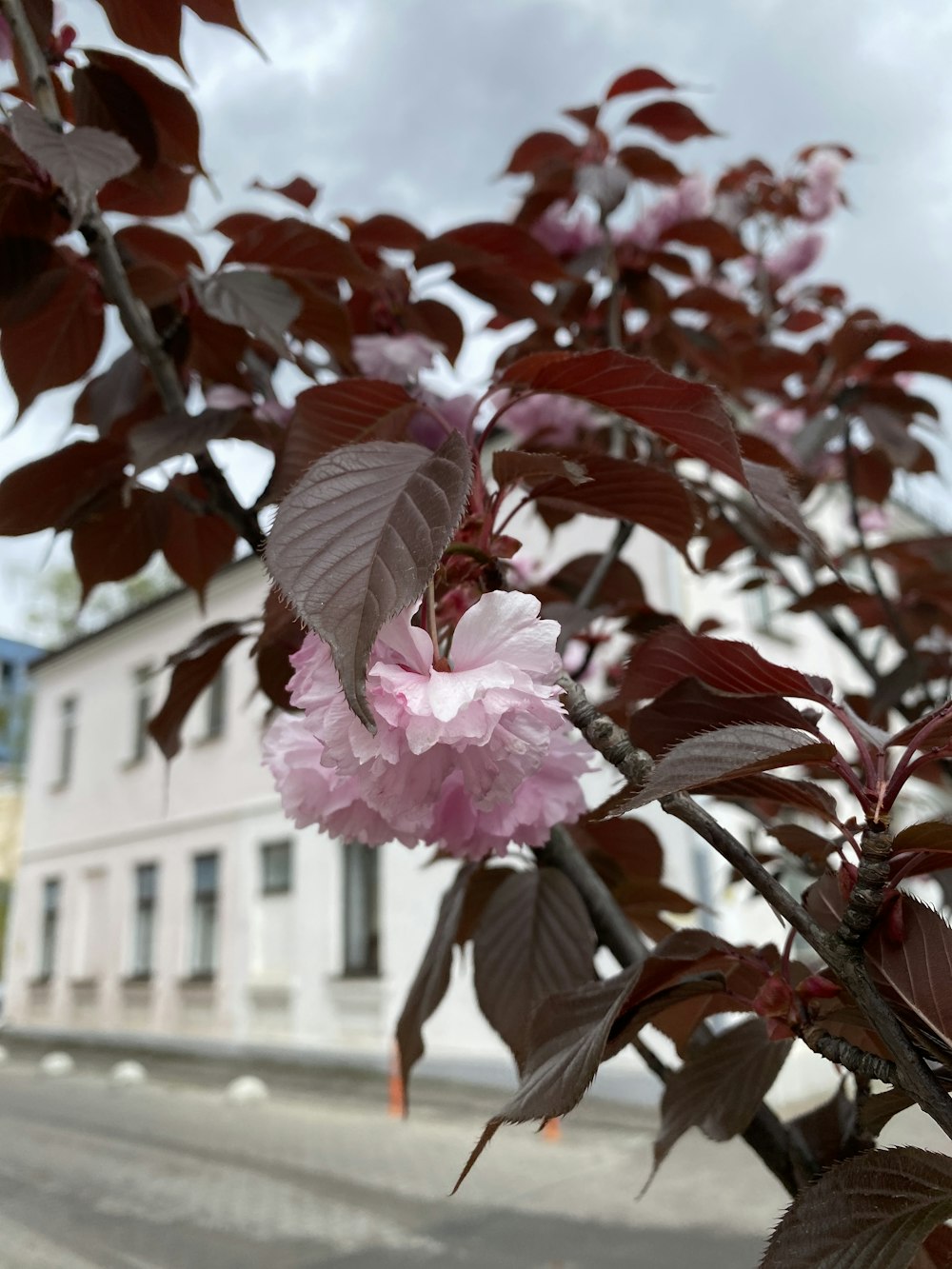 a pink flower on a tree in front of a building