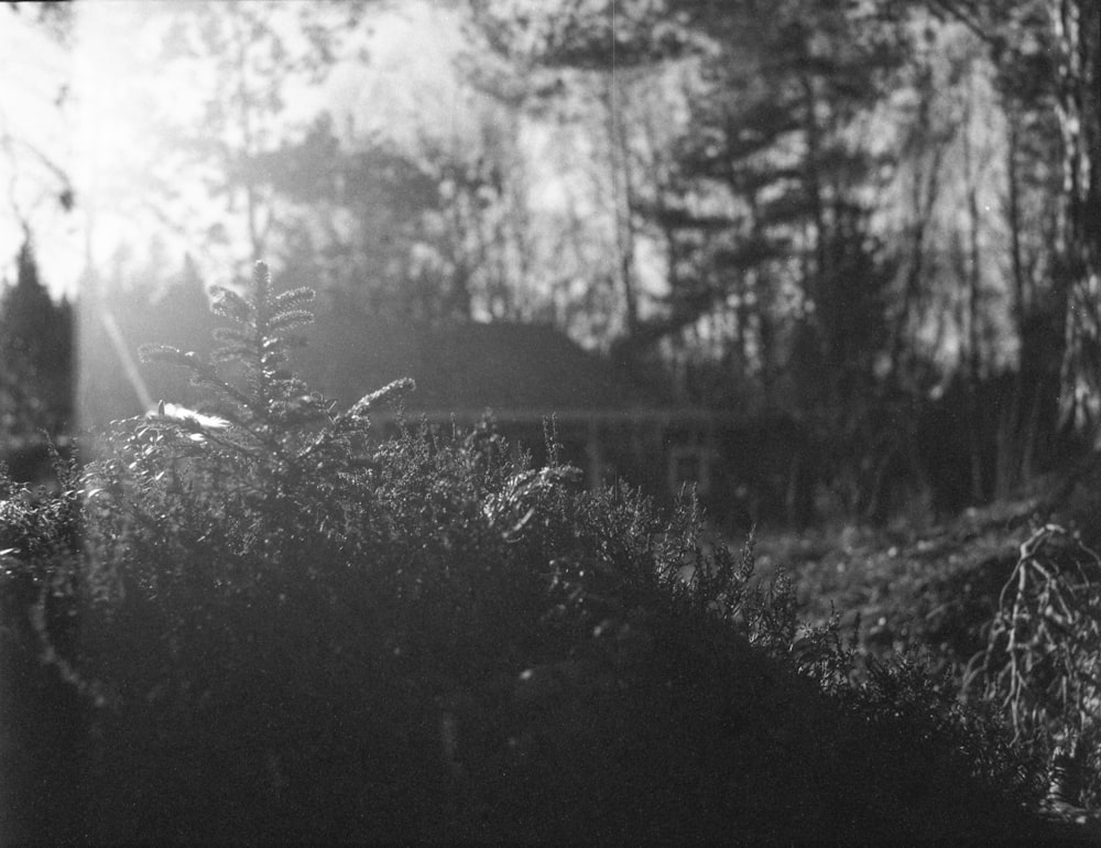 a black and white photo of trees and bushes