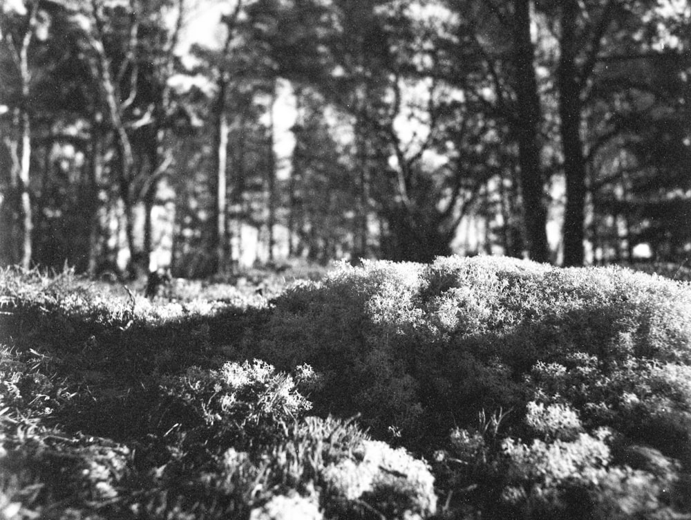 a black and white photo of trees and bushes