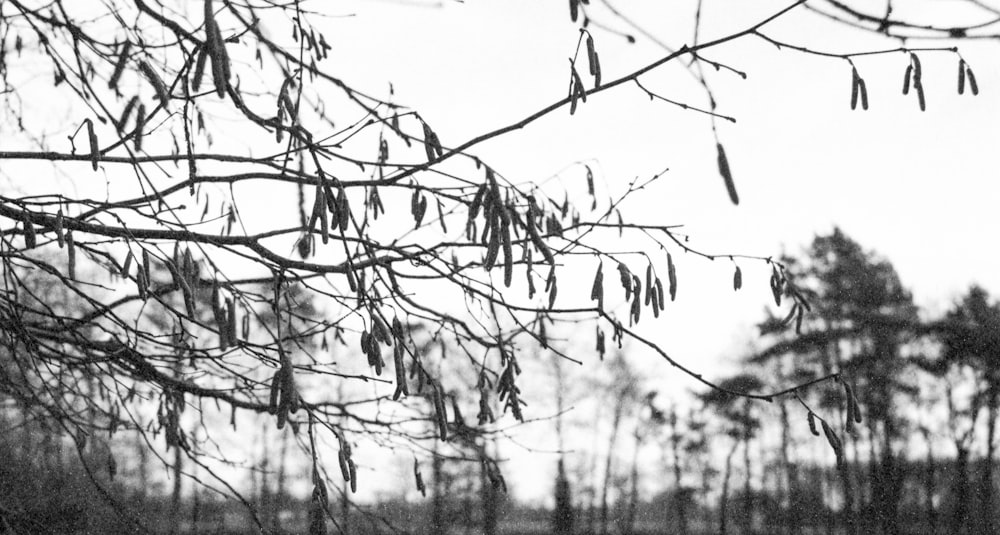 Una foto en blanco y negro de la rama de un árbol