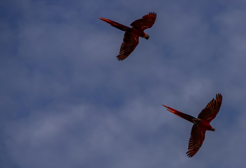 two red birds flying through a cloudy blue sky