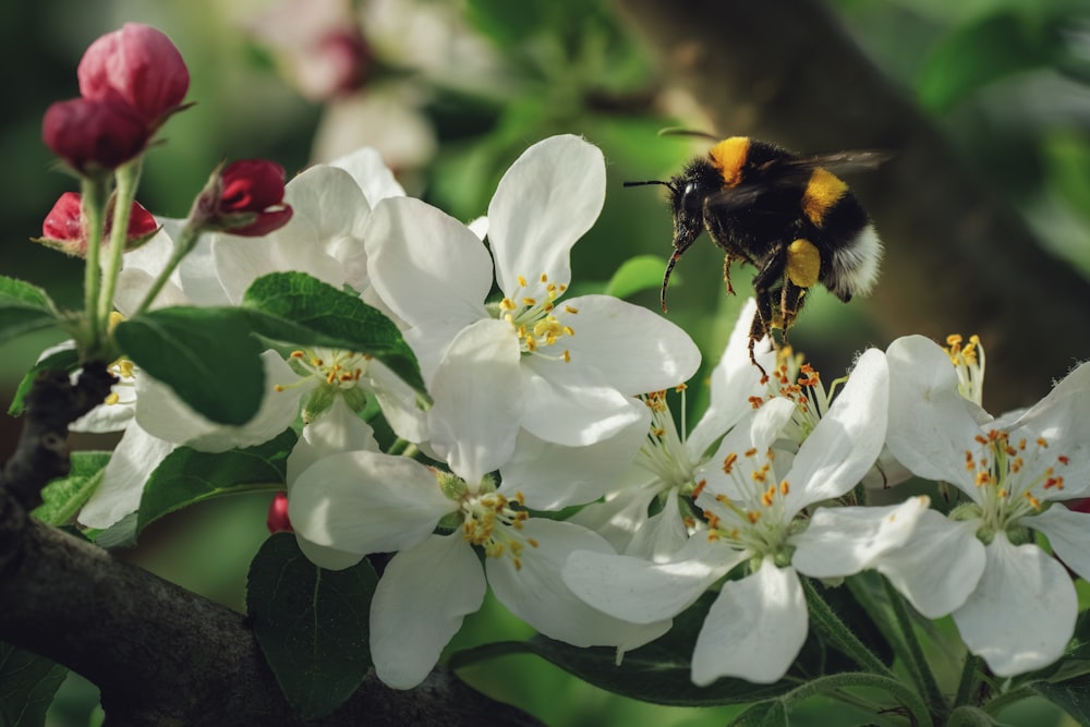 a bee on a white flower in a tree
