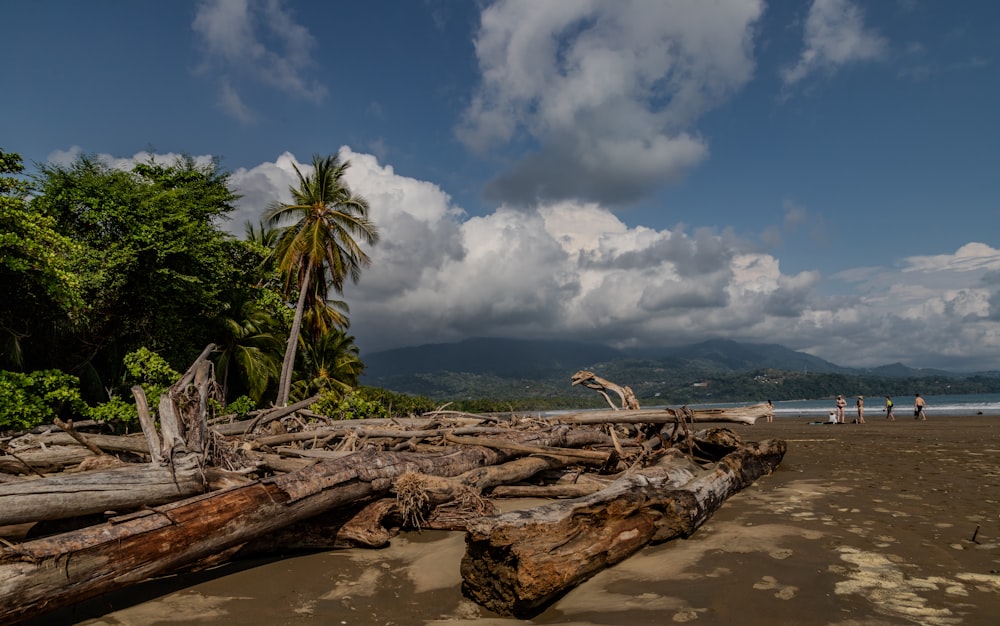 a group of people standing on a beach next to a fallen tree