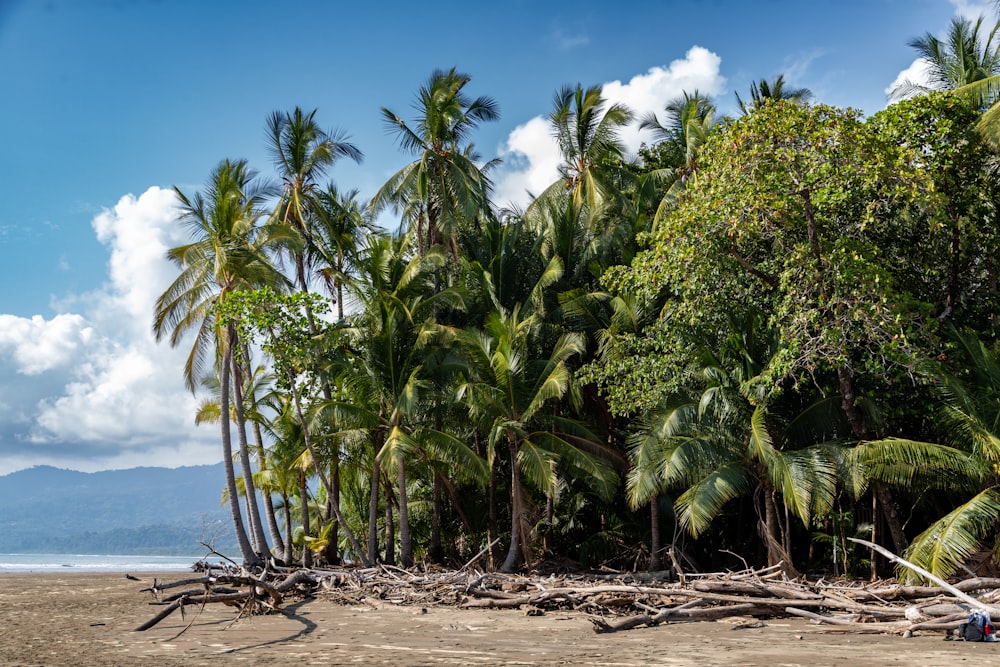 une plage avec des palmiers et un bateau dans l’eau